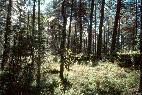 Etel&auml;